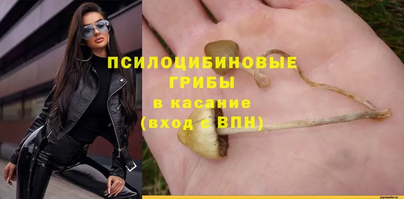 Псилоцибиновые грибы Psilocybe  Вилючинск 